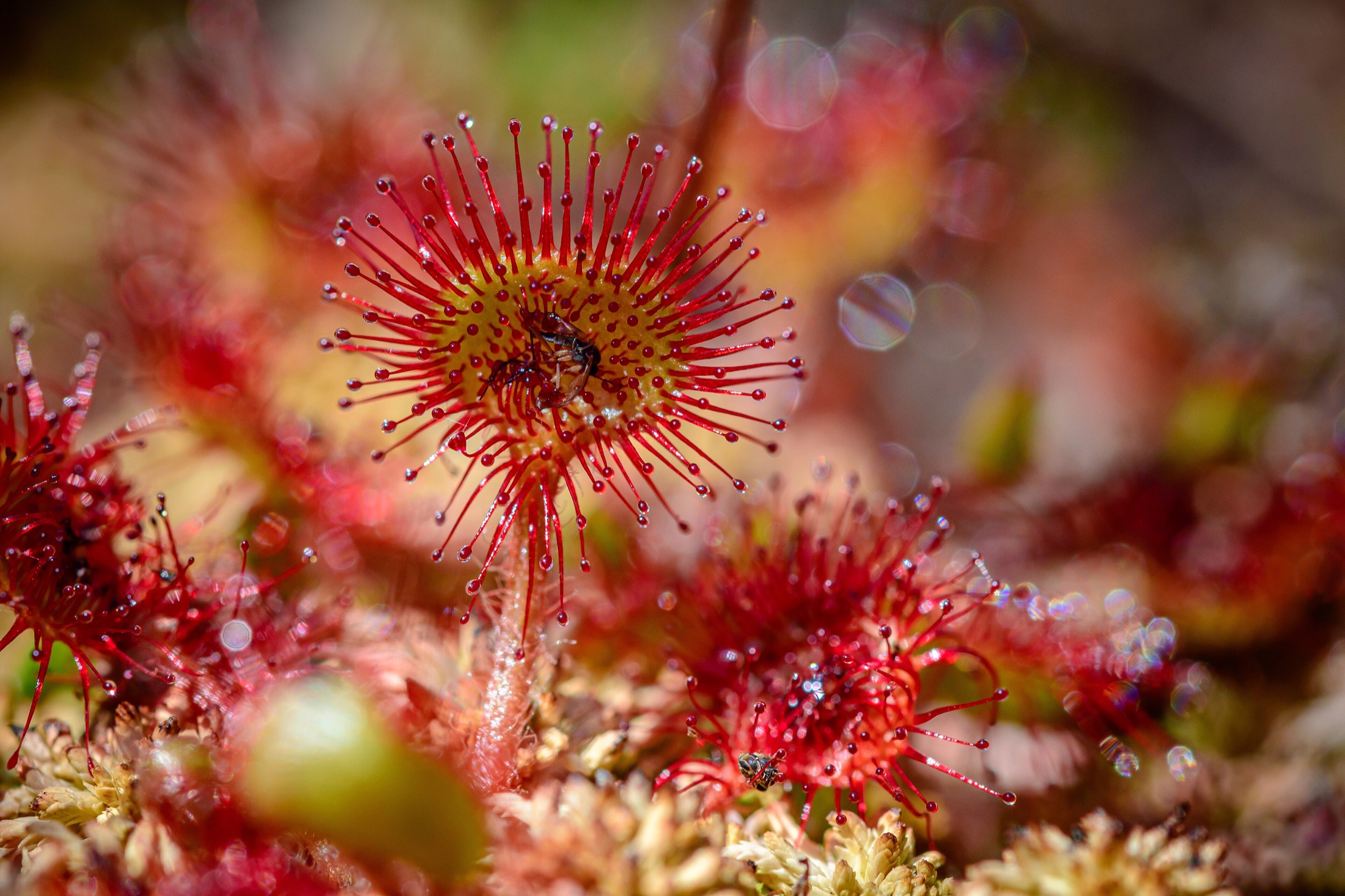 Close-up of a red, dew-tipped round-leaved sundew leaf holding a trapped insect, with more sundews behind