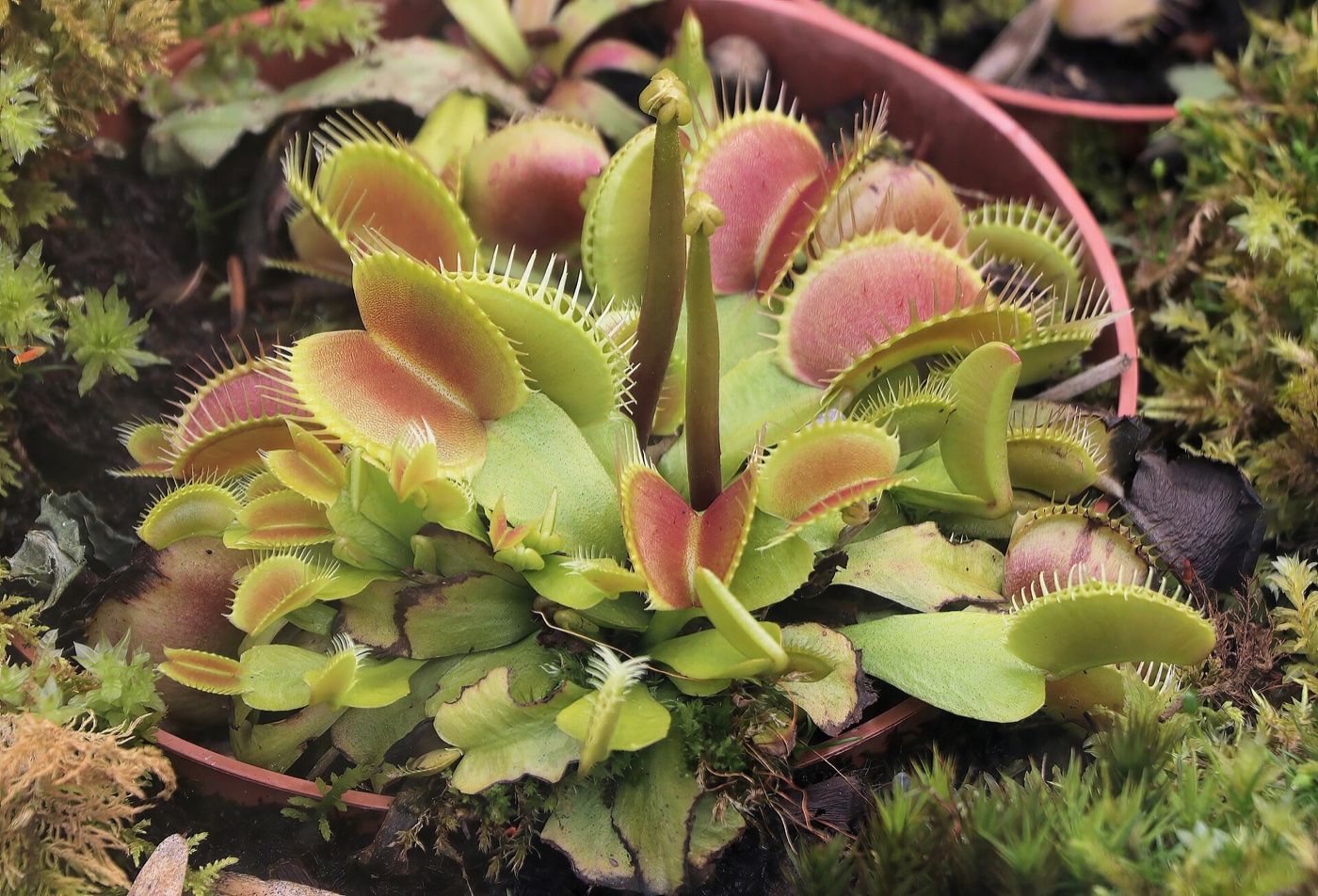 A potted Venus flytrap with many open traps showing red interiors, growing in a botanical garden