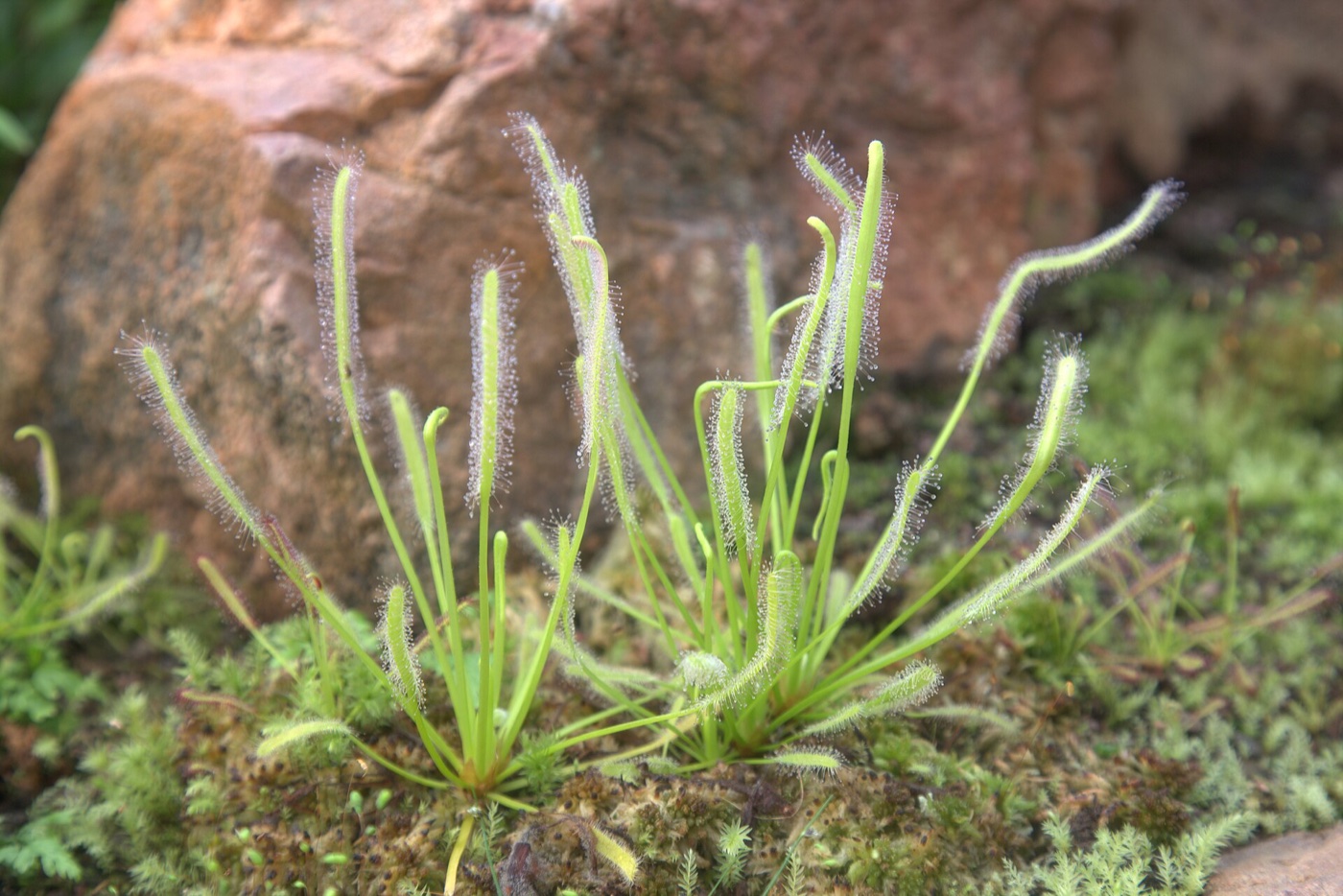 Cape sundew with upright strap-shaped leaves covered in sticky dew, growing in front of a rock
