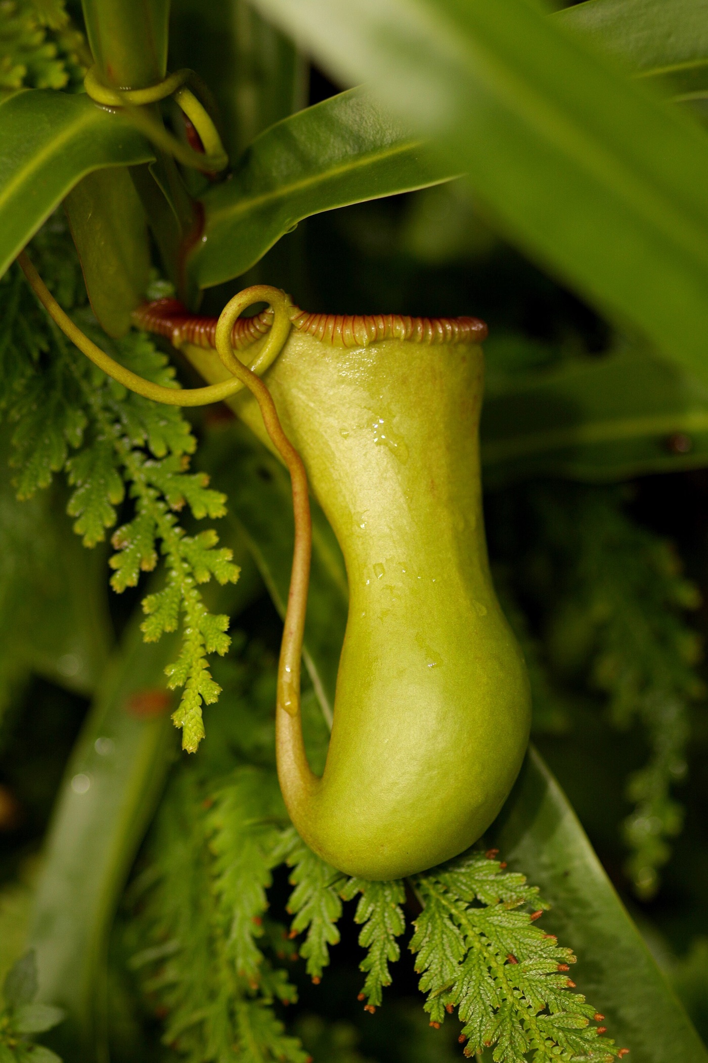 A single waisted green Nepenthes ventricosa pitcher with a ribbed red rim hanging among leaves and fern fronds
