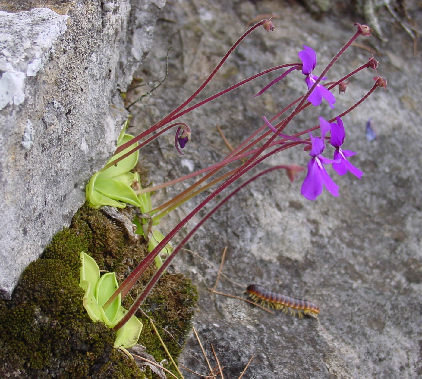 A flowering Pinguicula moranensis on a rock face, a green rosette with purple flowers on long red stalks