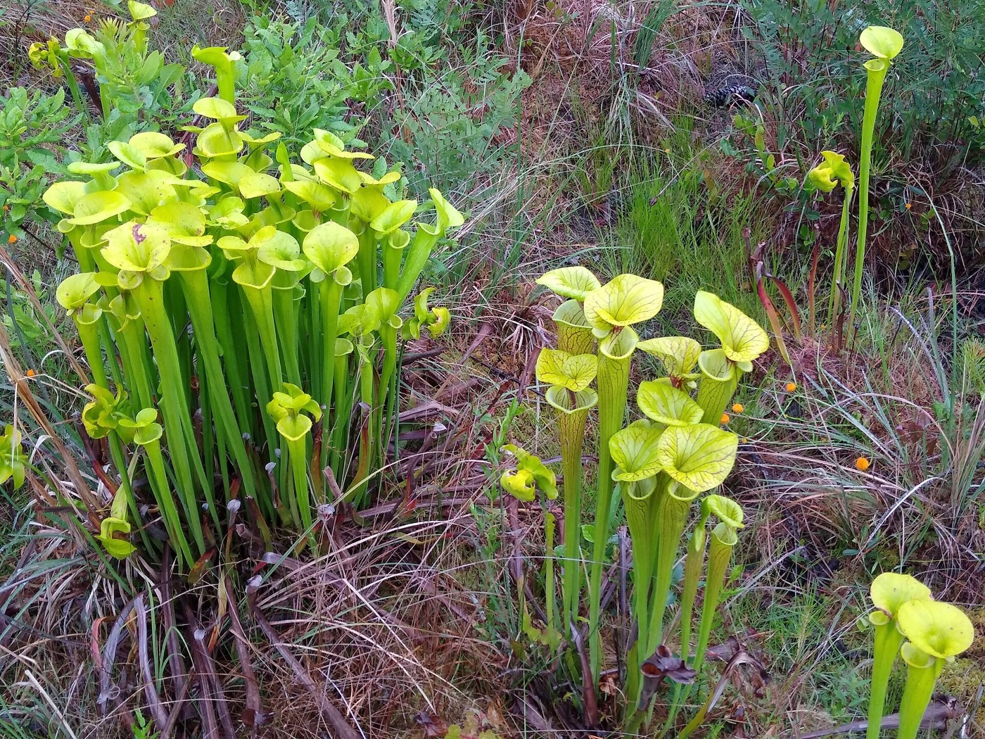 Dense stands of tall yellow-green pitchers of the yellow pitcher plant in an open savanna