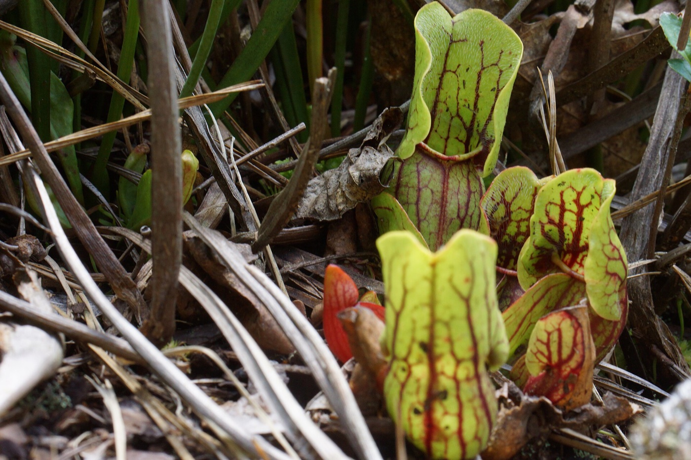 Clump of squat purple pitcher plant pitchers, green with red veins and wide hoods, among leaf litter