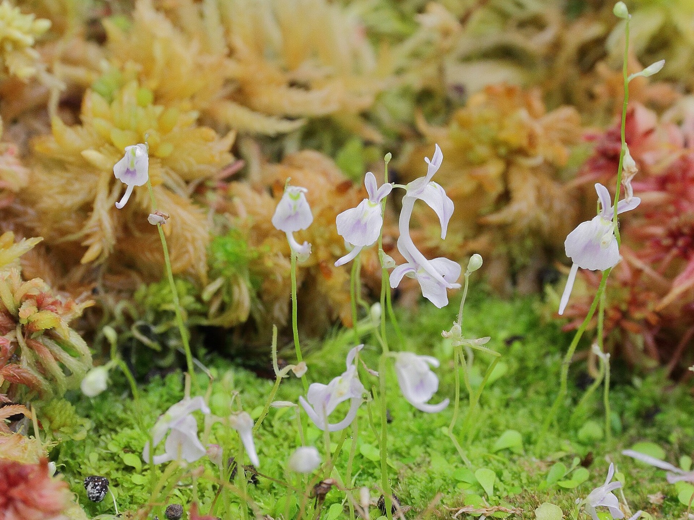 Small pale lilac rabbit-like flowers of Utricularia sandersonii on thin stalks above tiny leaves and sphagnum